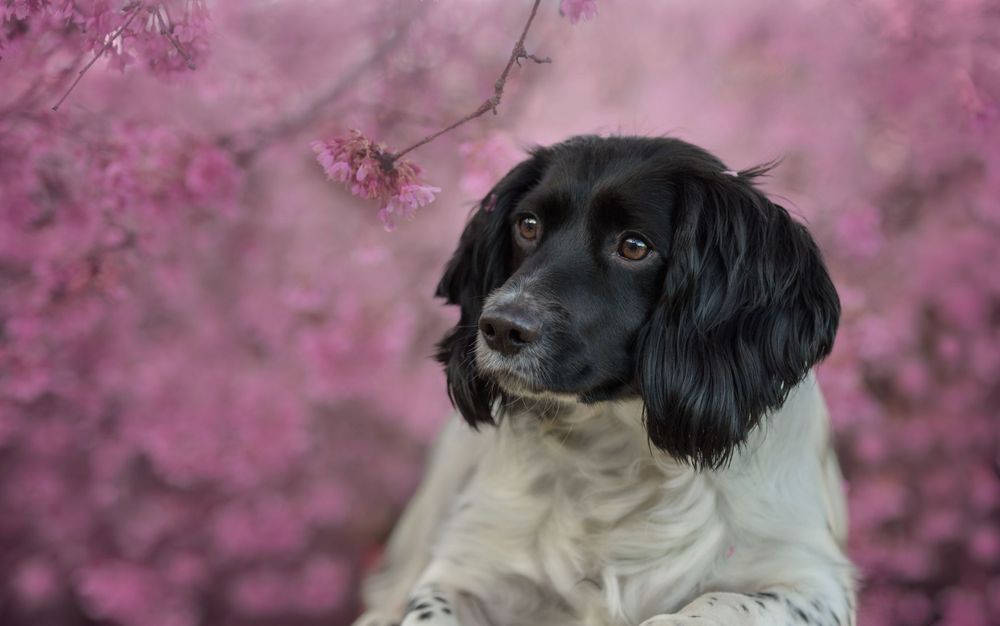 Hannah at My Fair Lady Photography - Equine and Dog Photographer - Springer Spaniel lying down in a cherry blossom tree