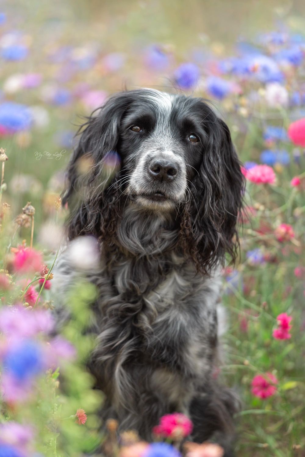 Hannah at My Fair Lady Photography - Equine and Dog Photographer - Sprocker photographed in cornflowers