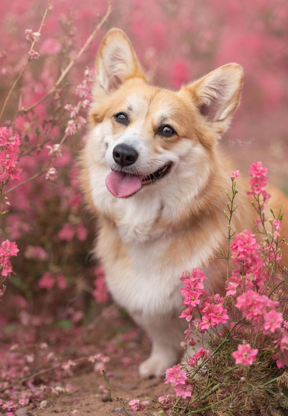 Hannah at My Fair Lady Photography - Equine and Dog Photographer - Welsh Corgi photographed in pink flowers