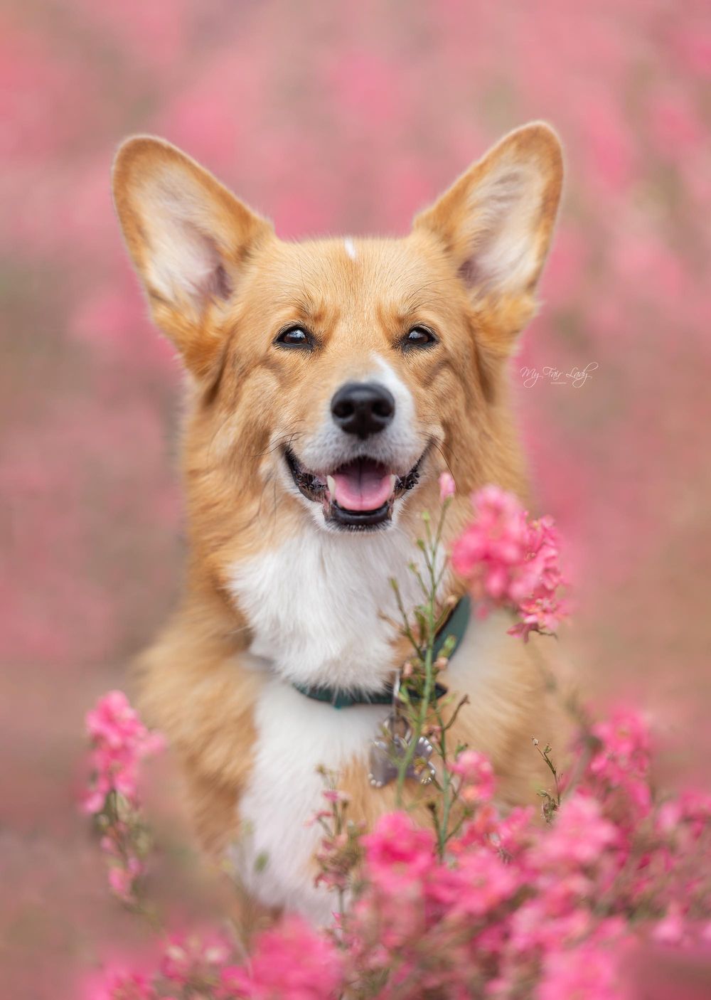Hannah at My Fair Lady Photography - Equine and Dog Photographer - Welsh Corgi photographed in pink flowers