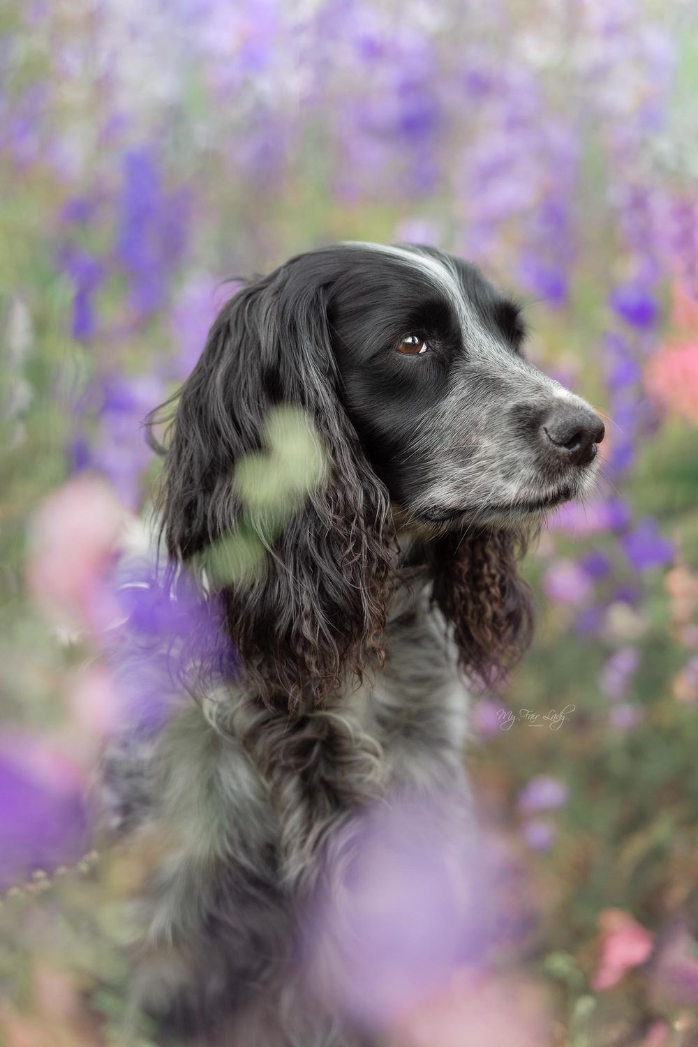 Hannah at My Fair Lady Photography - Equine and Dog Photographer - Sprocker photographed in lilac flowers