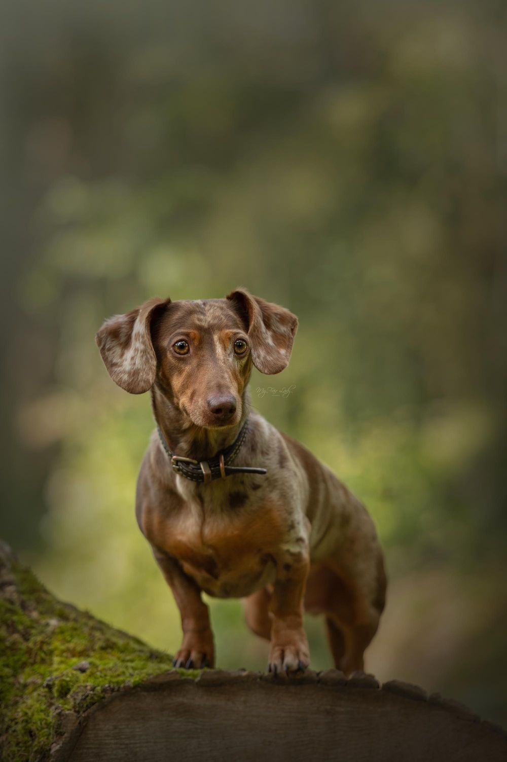 Hannah at My Fair Lady Photography - Equine and Dog Photographer - Brown Miniature Dachshund photographed in a forest
