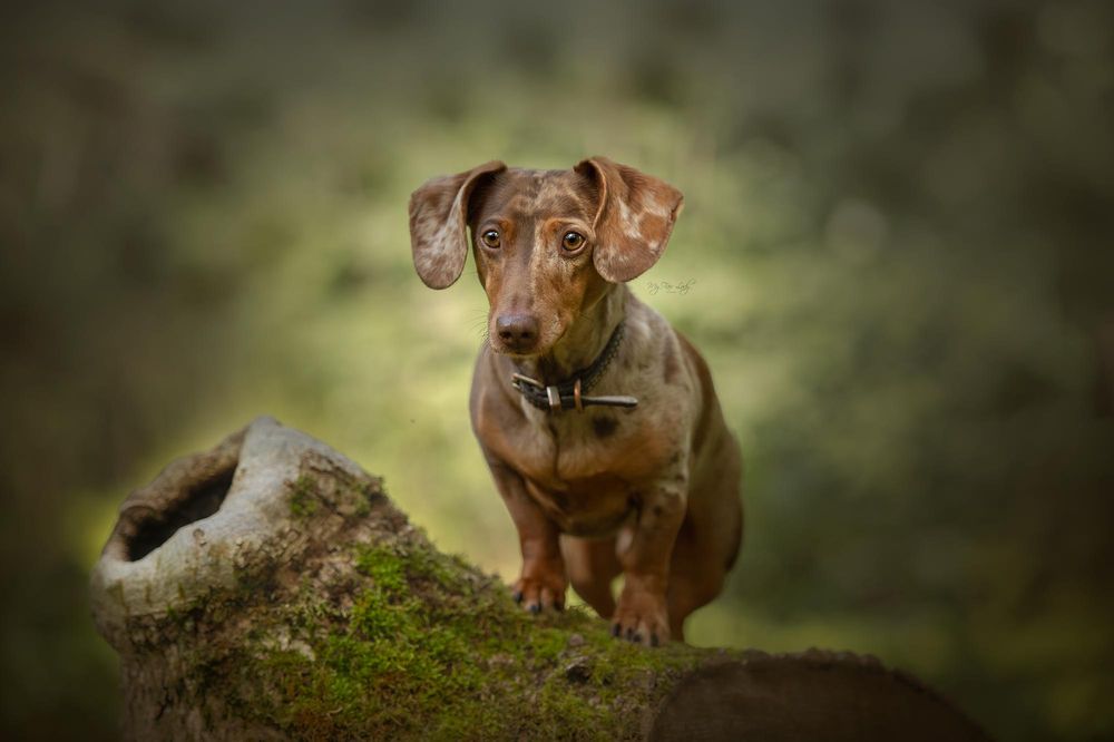 Hannah at My Fair Lady Photography - Equine and Dog Photographer - Brown Miniature Dachshund photographed in a forest