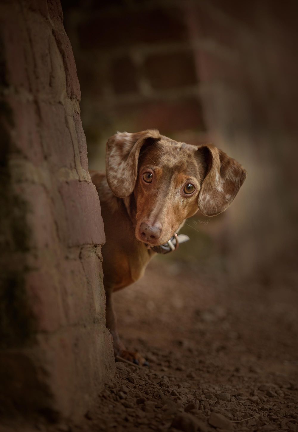 Hannah at My Fair Lady Photography - Equine and Dog Photographer - Brown Miniature Dachshund photographed in an arch way