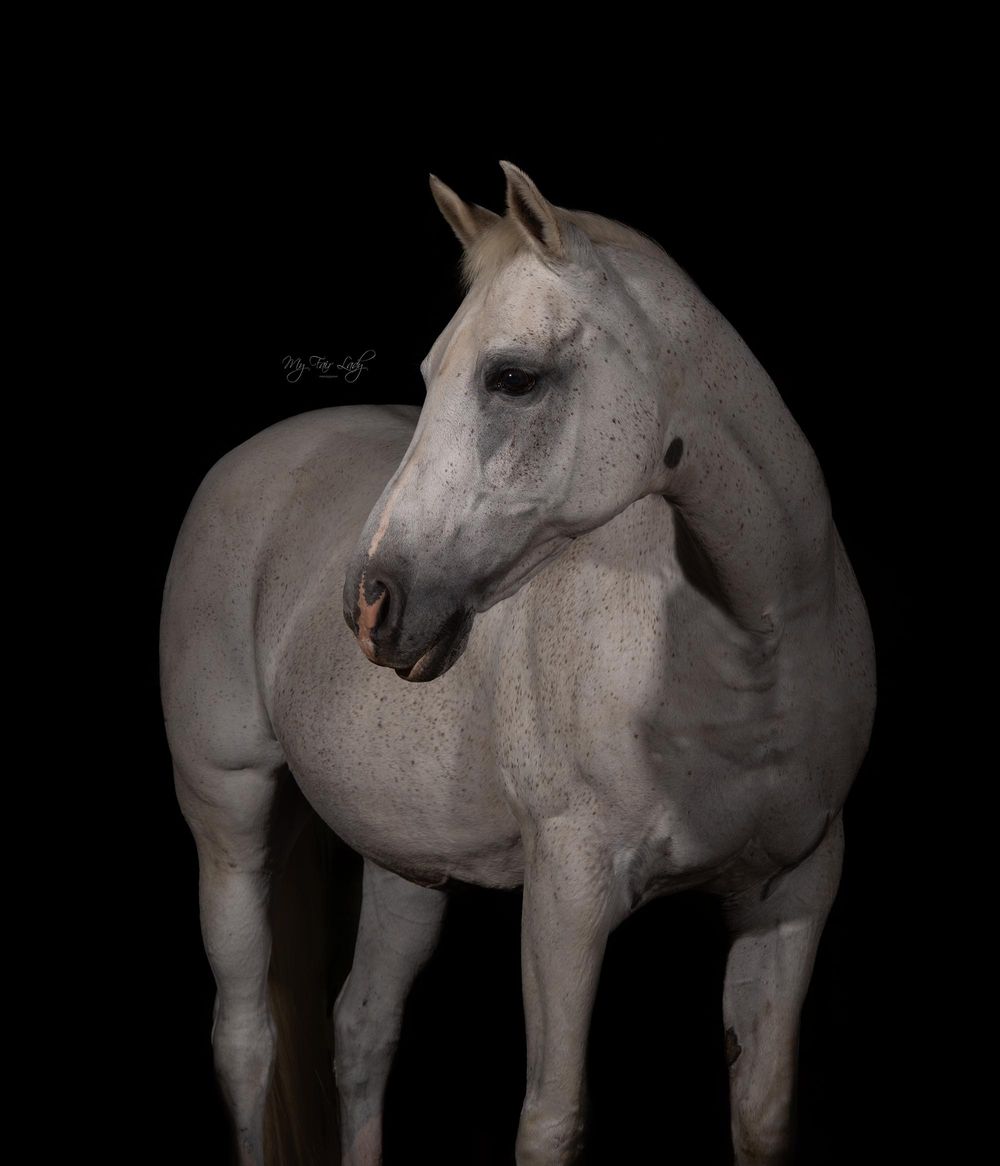 Hannah at My Fair Lady Photography - Equine and Dog Photographer-Grey Horse in studio lighting black background portrait