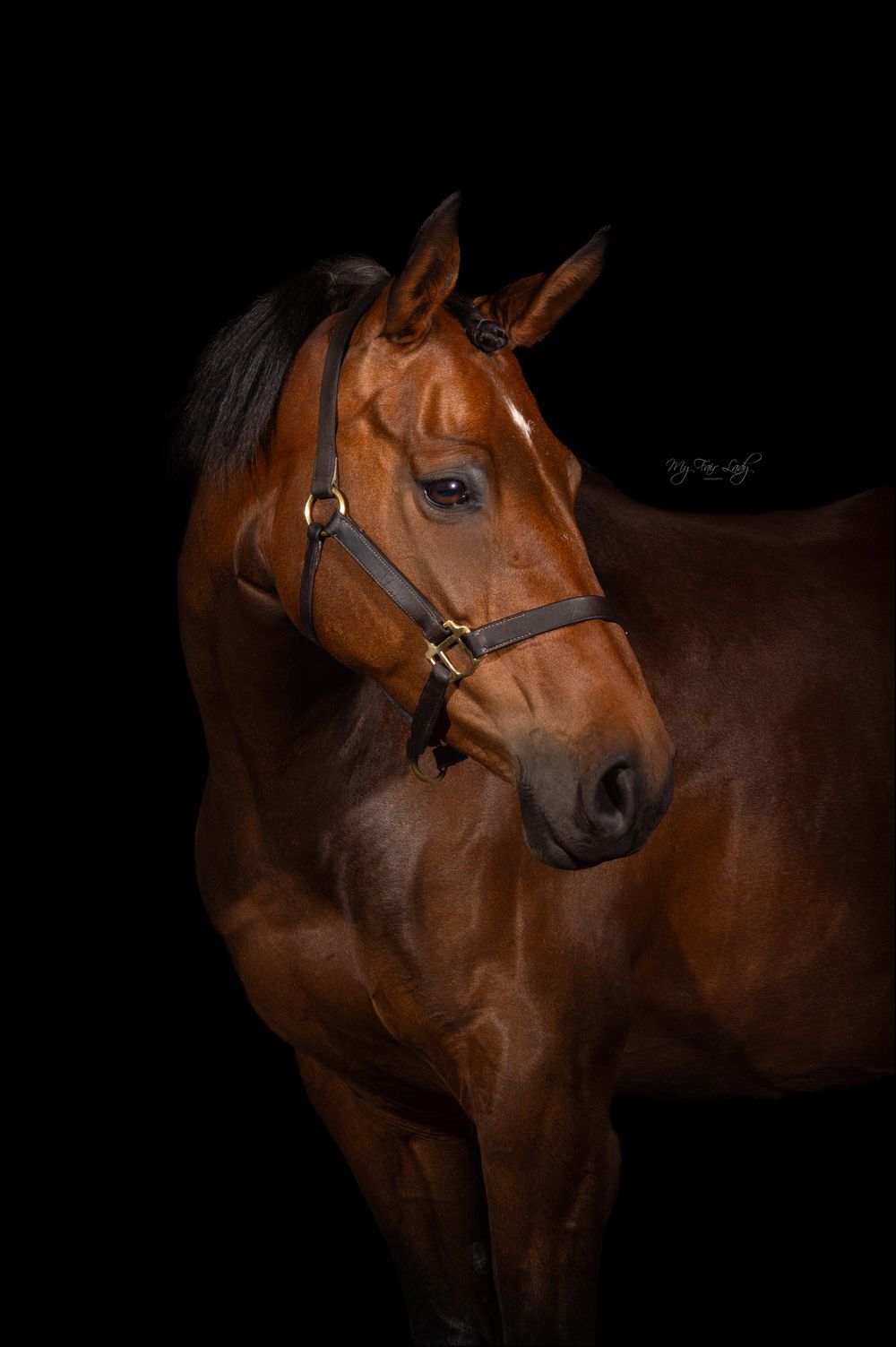 Hannah at My Fair Lady Photography - Equine and Dog Photographer -Bay Horse in studio lighting black background portrait