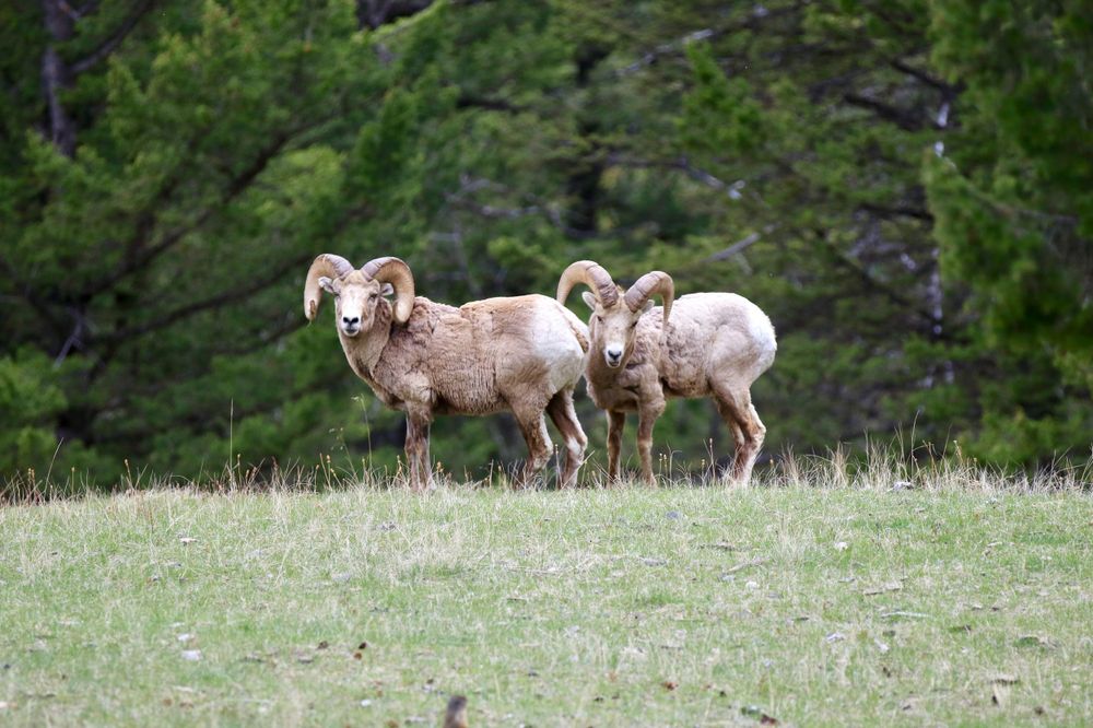 Bighorn sheep grazing in a grassy mountain meadow.