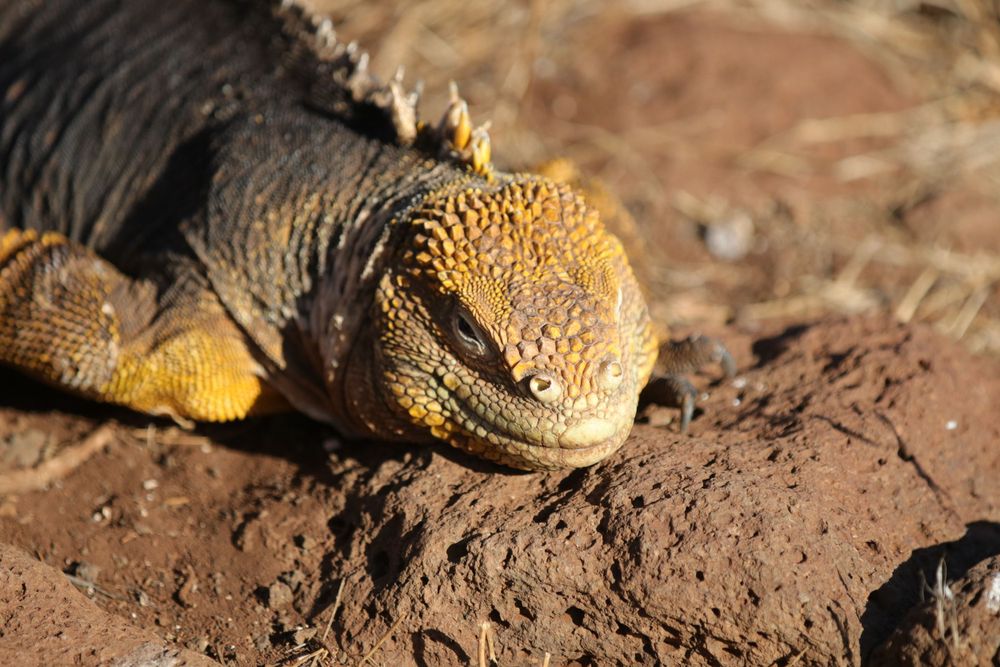 Close-up macro shot of a marine iguana's scaly skin texture on sand.