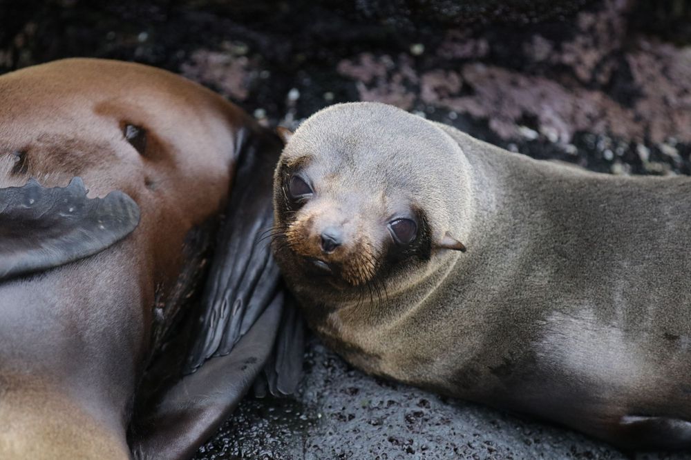 Seals in the Galapagos
