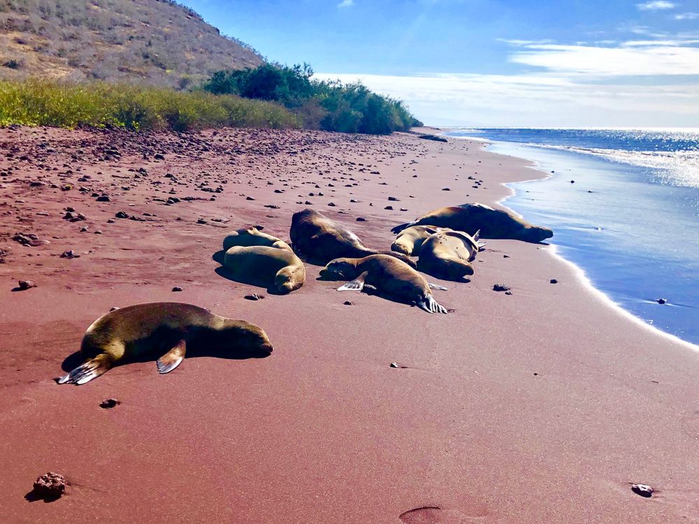 Sea lions lounging and sunbathing on a red sand beach by the ocean.