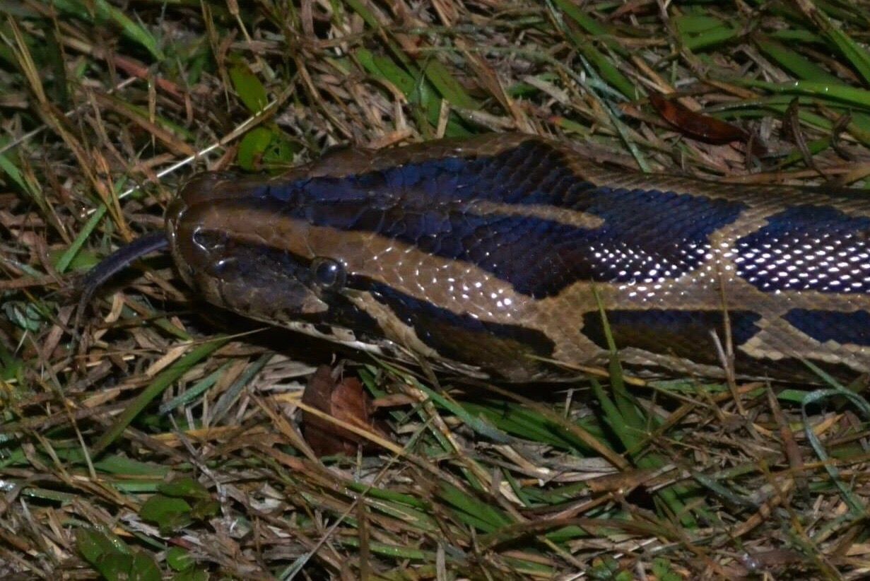 Gone herping