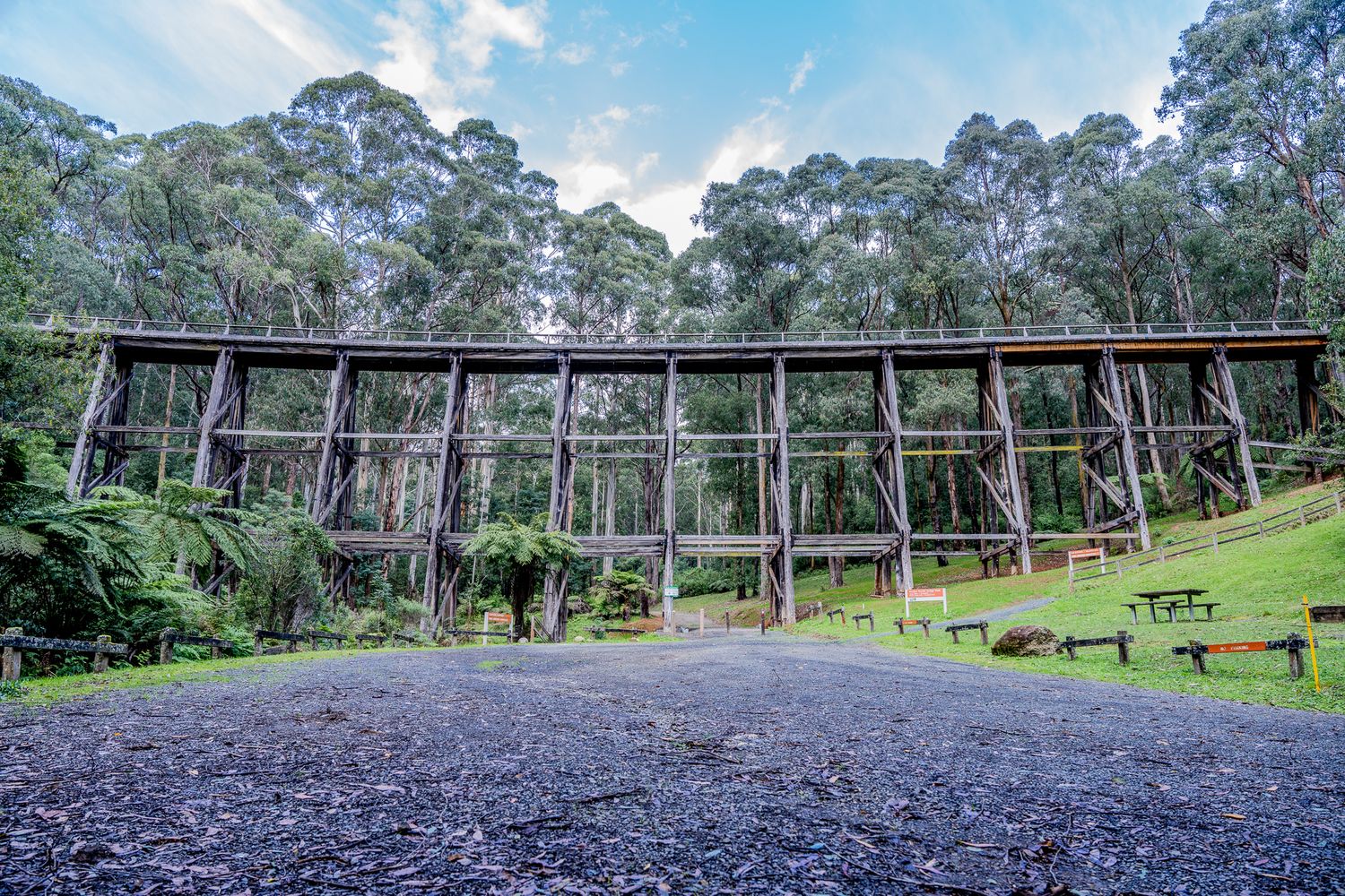 Historic wooden trestle railway bridge surrounded by tall eucalyptus trees and lush green ferns in Australia.