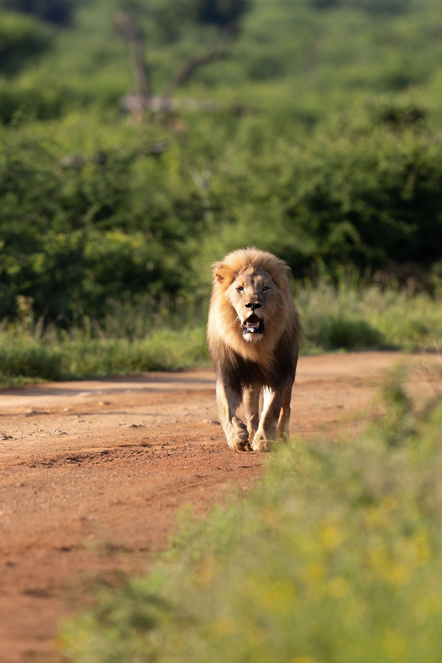 Majestic male lion walks along dirt path surrounded by lush vegetation.