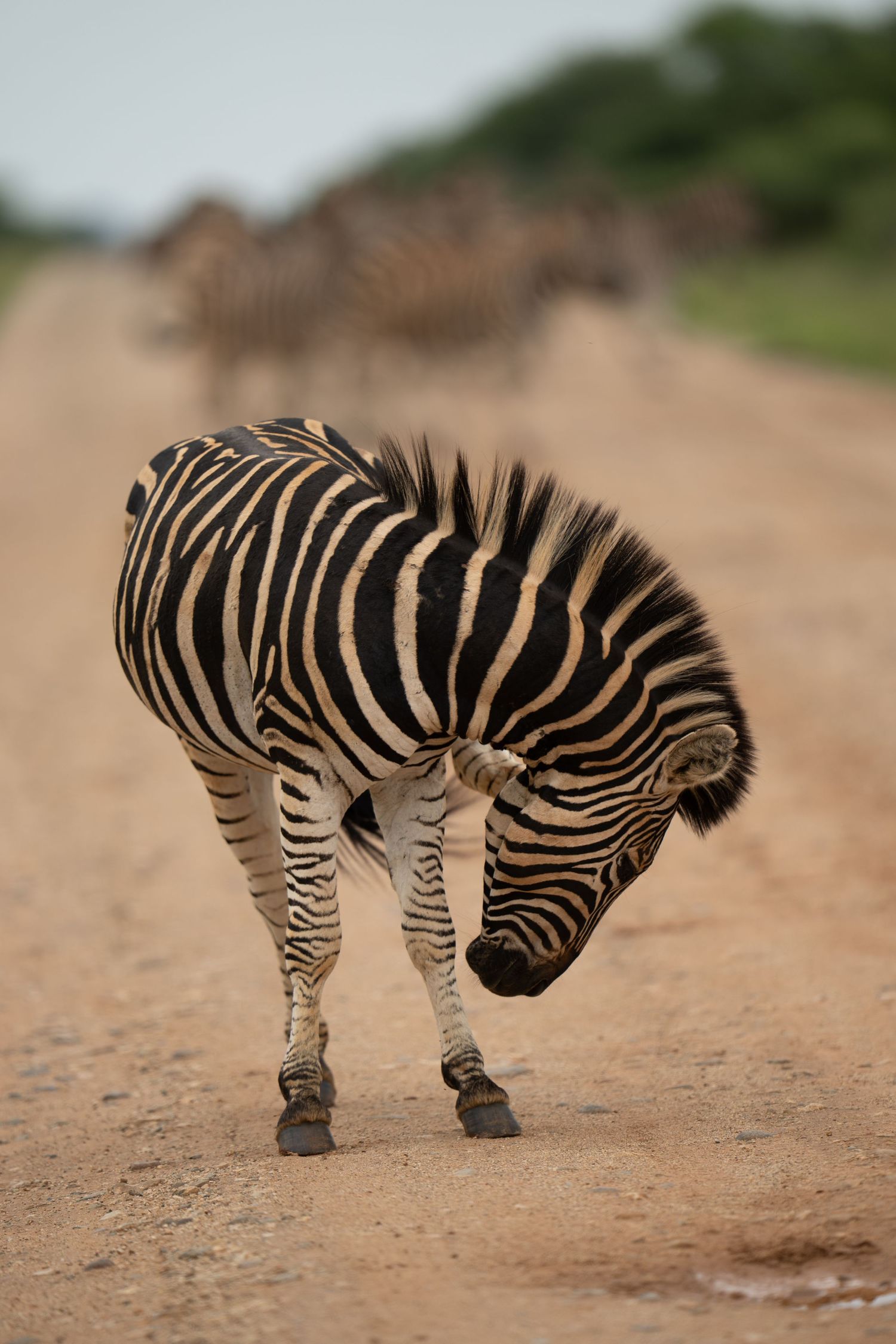 A zebra bending down to drink water on a dusty African plain.