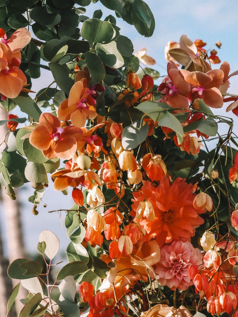Vibrant orange bougainvillea flowers cascading against bright blue sky.