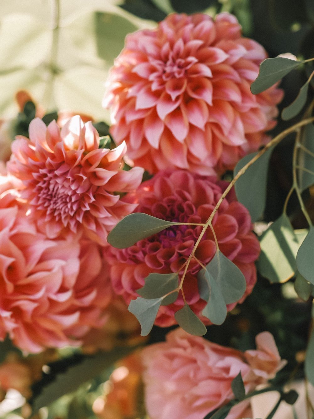 Close-up view of coral-colored dahlia flowers with layered petals against dark green leaves.