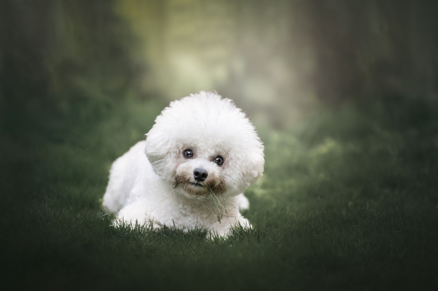 fotografia profesional para mascotas lima