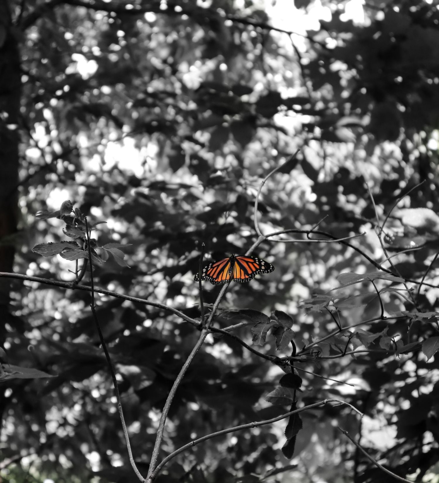 Breezy V Photography - Duluth MN