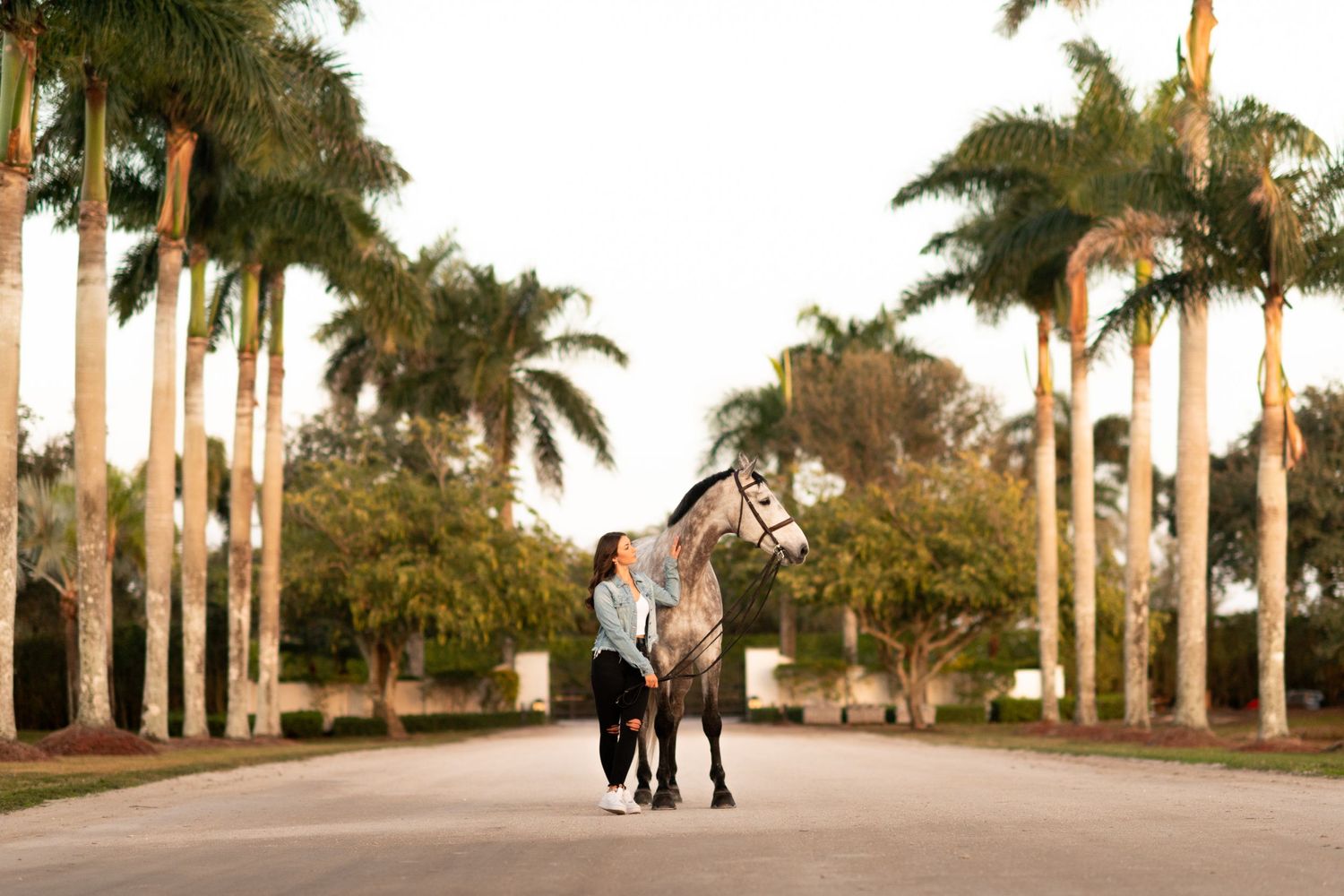 A horse and companion walk down a palm tree-lined avenue at sunset.
