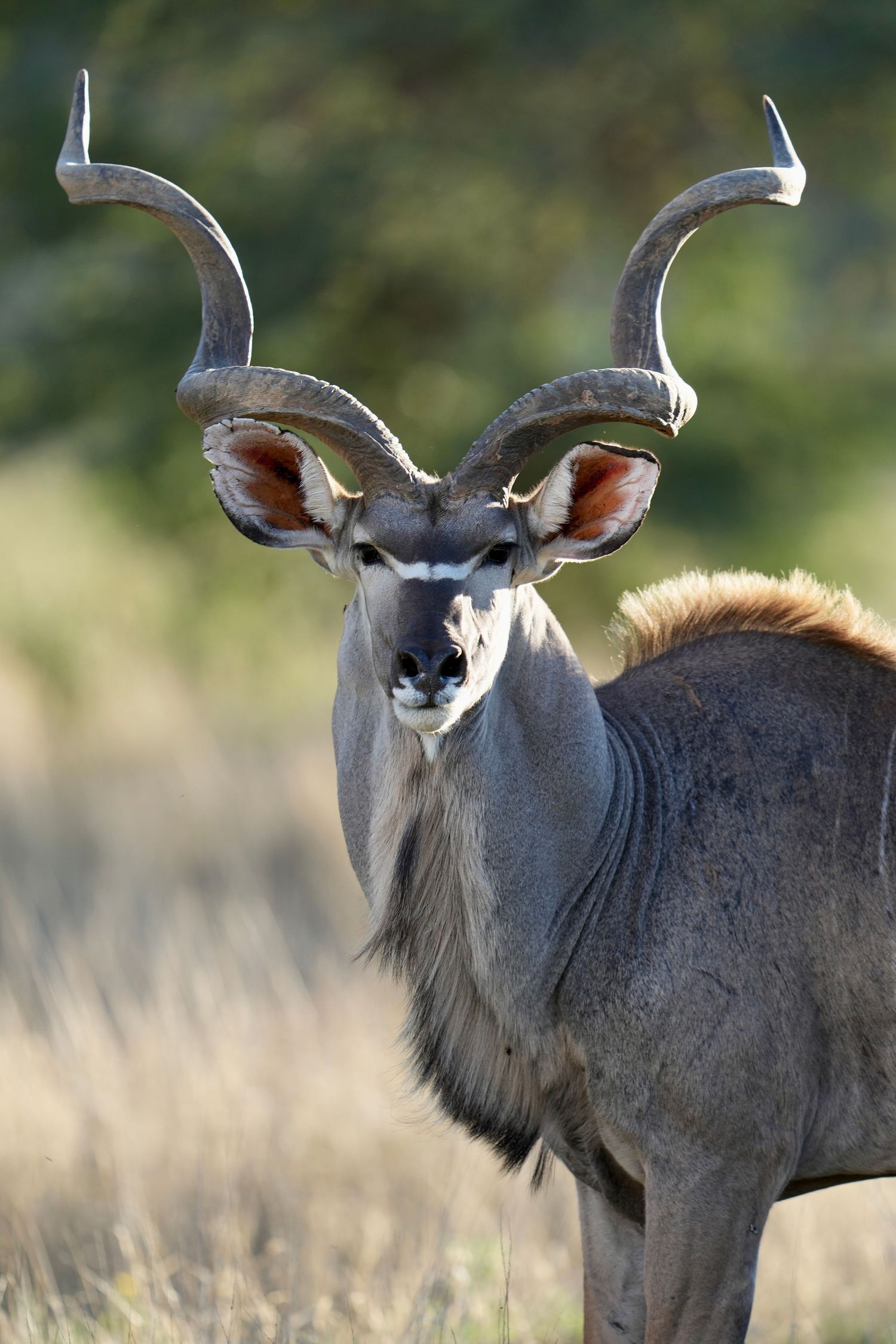 Portrait of a kudu antelope showing its distinctive spiral horns in natural habitat.