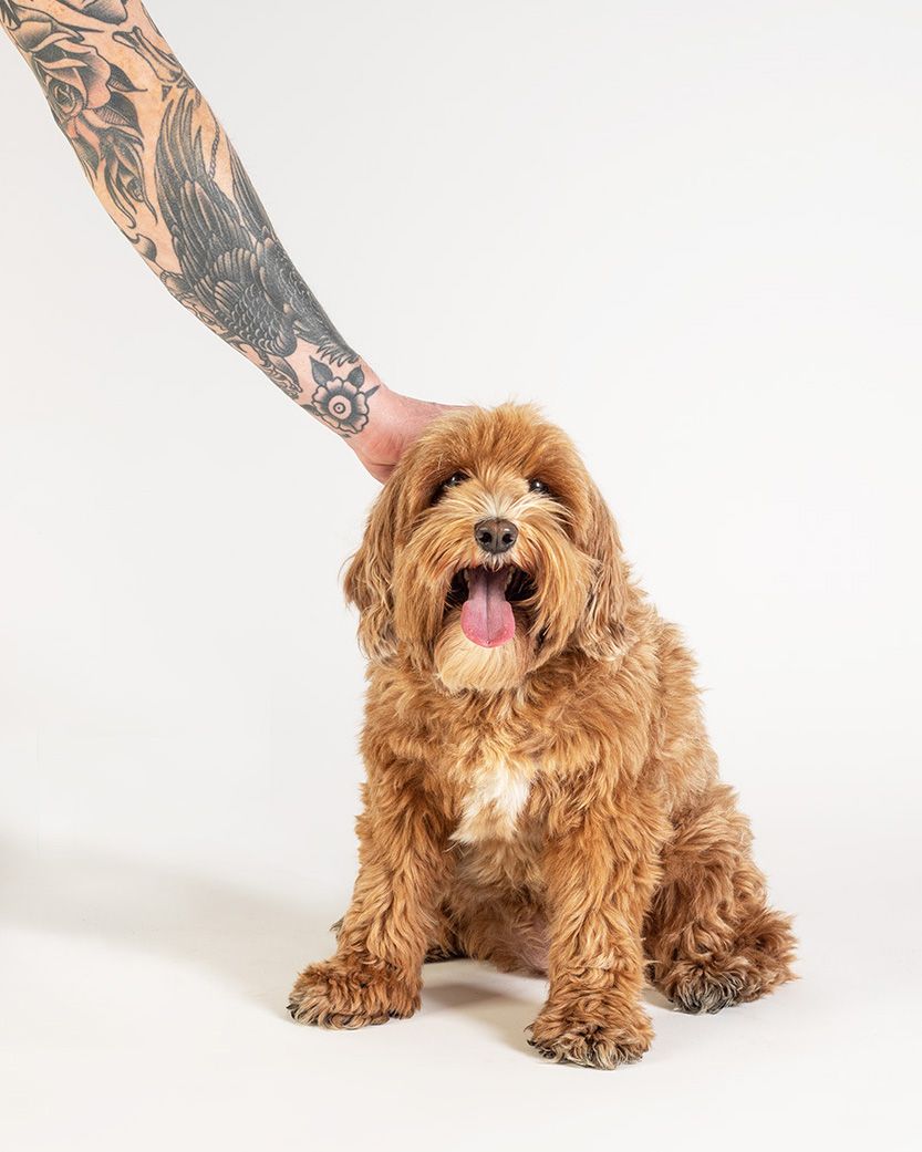 Cavapoo in photographic studio by Lucy Reeve Dog Photographer
