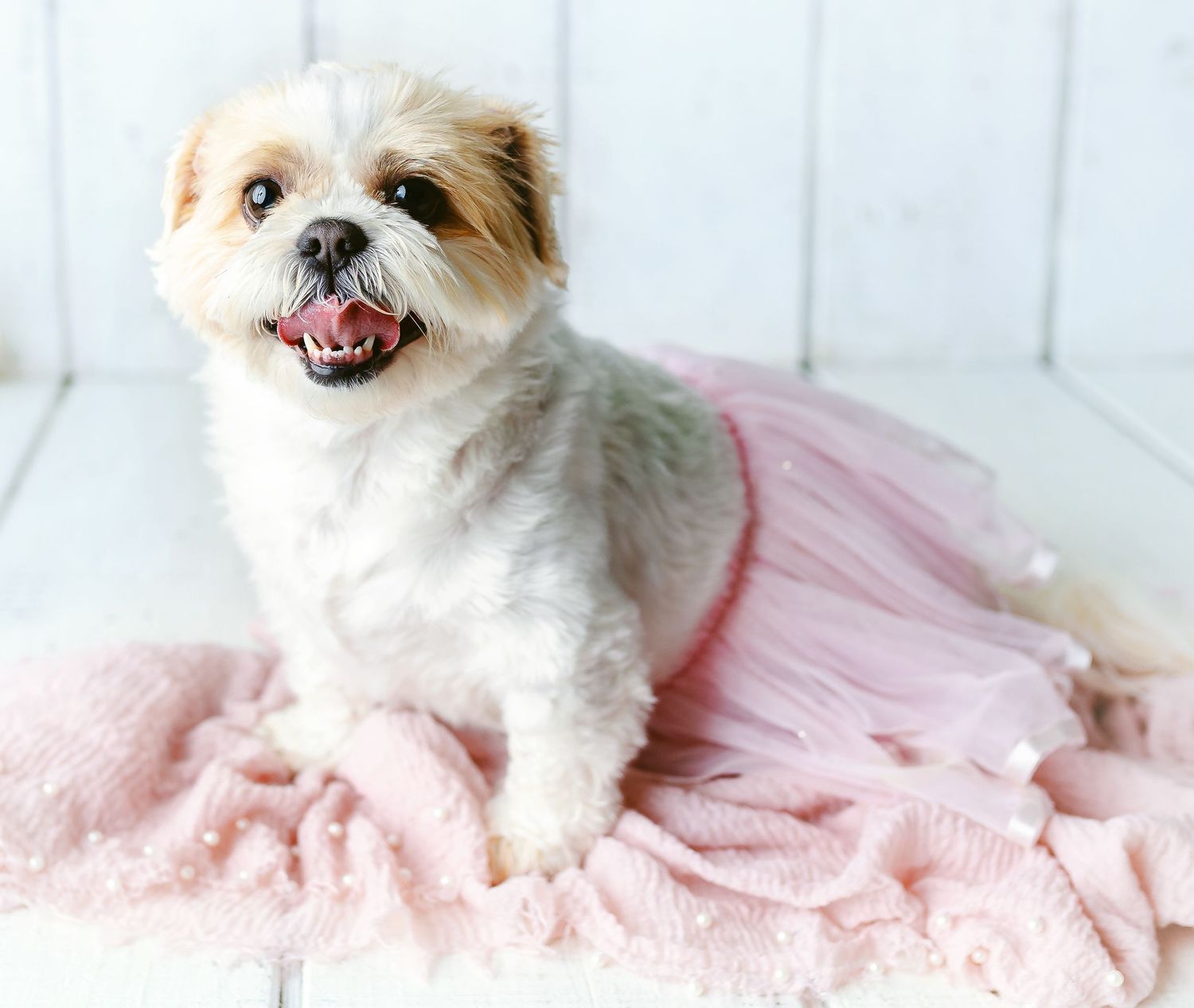 A Shih Tzu female dog in a pink tutu. Greenville SC Boudoir, Easley SC Boudoir, Upstate SC boudoir
