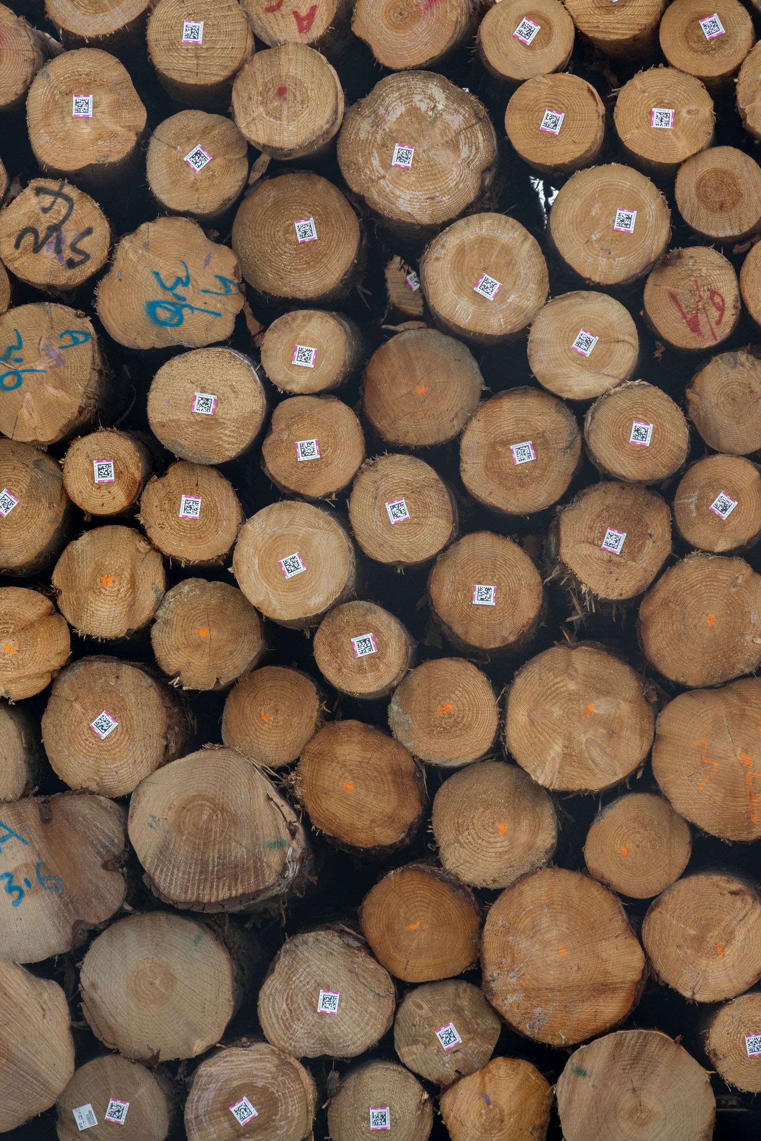 Neatly stacked round timber logs with numbered ends, showing growth rings and varied wood tones.
