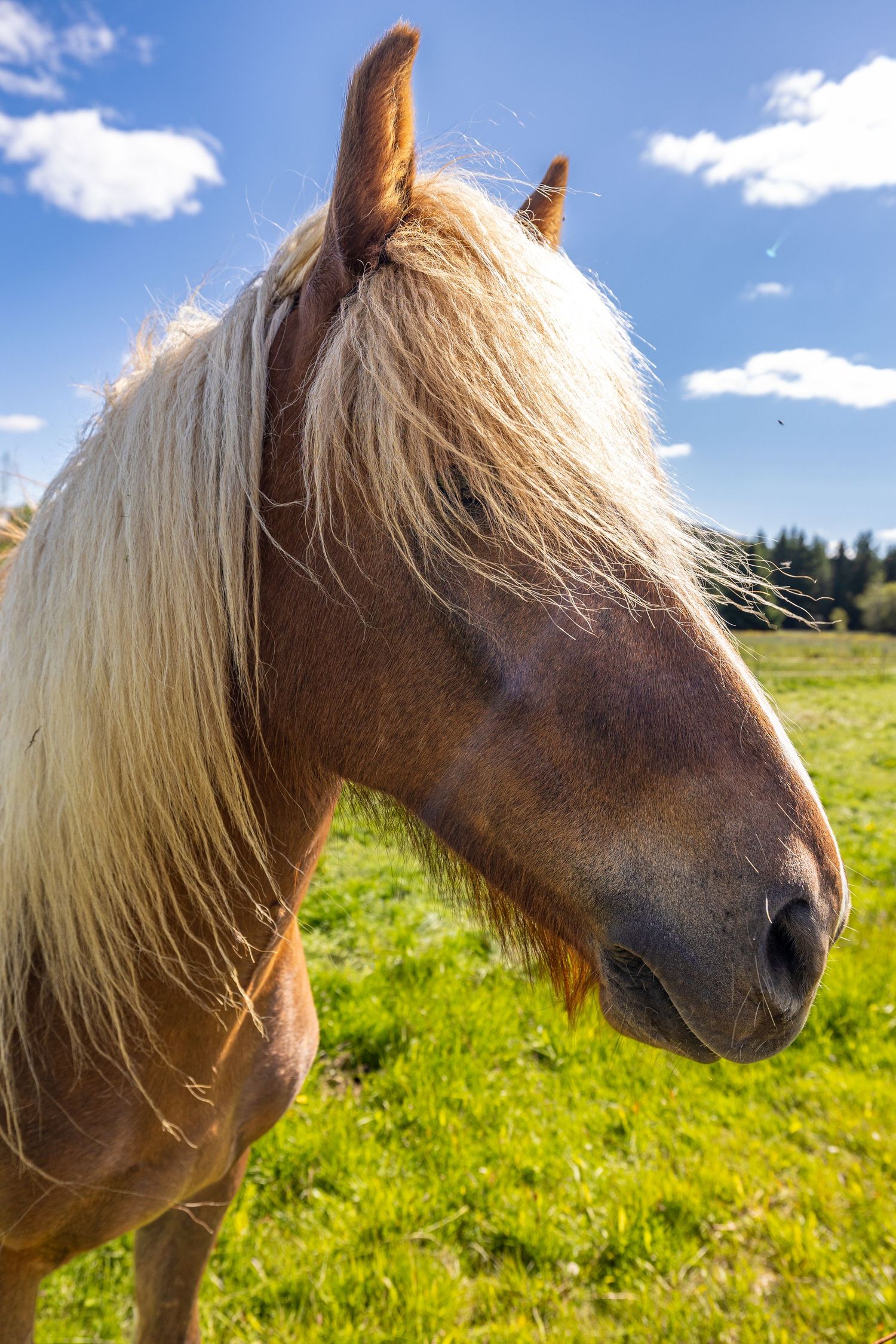 icelandlandic horse custom print