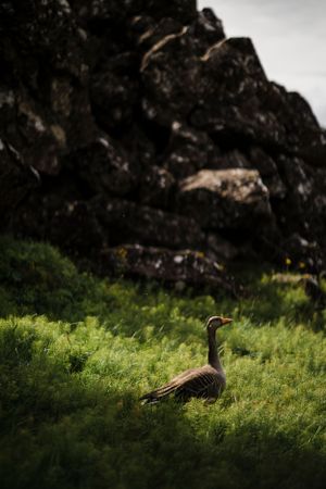 Wild goose stands in sunlit green grass against dark rocky cliff backdrop.