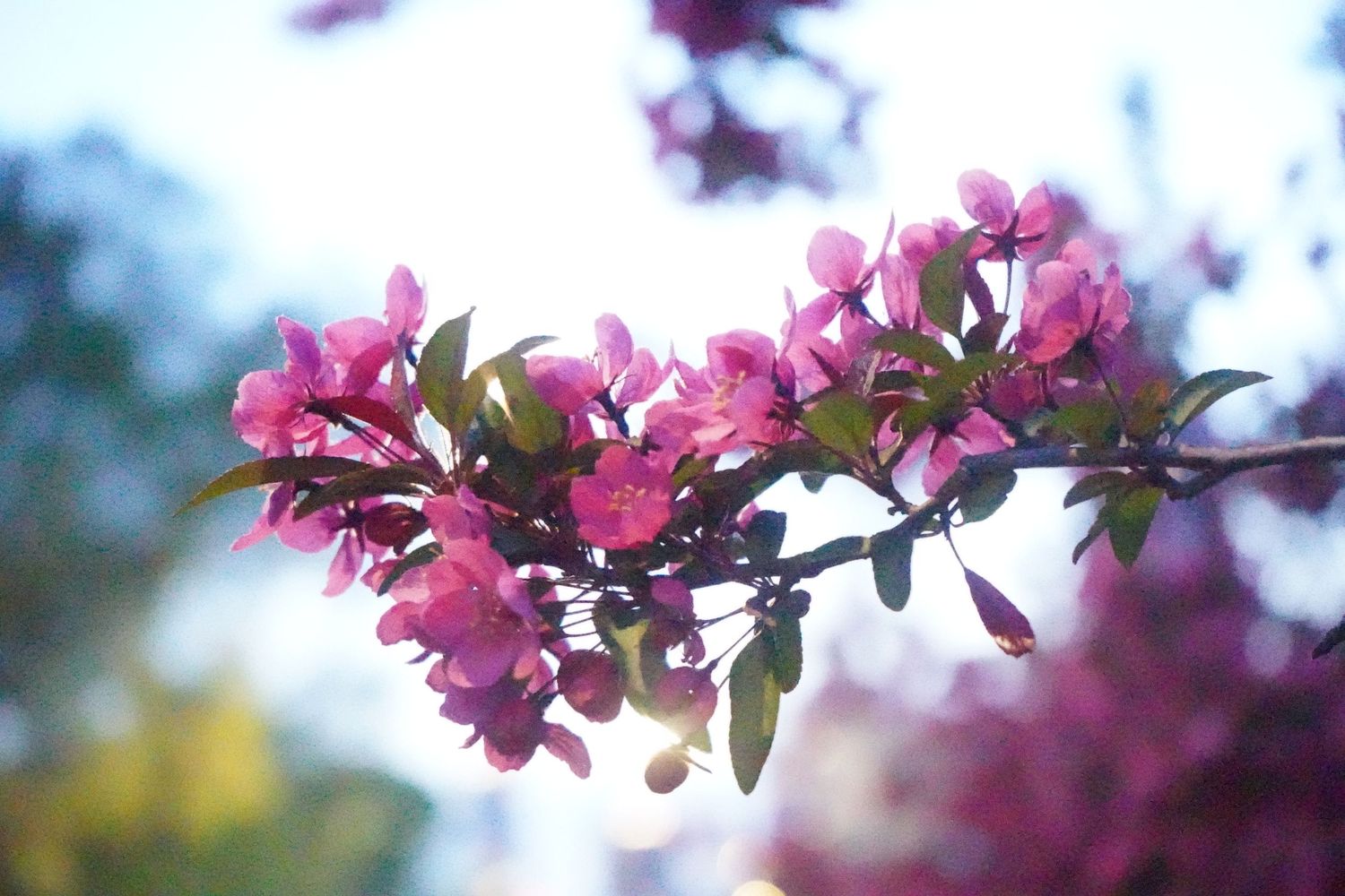 Pink cherry blossoms blooming on a branch with soft bokeh background.