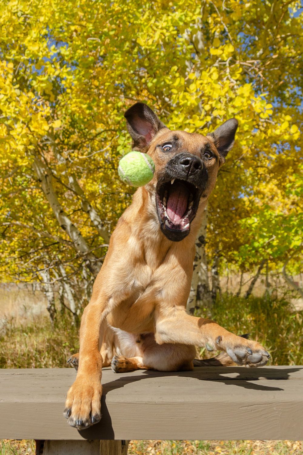 Playful puppy leaping with a tennis ball against vibrant yellow autumn foliage.