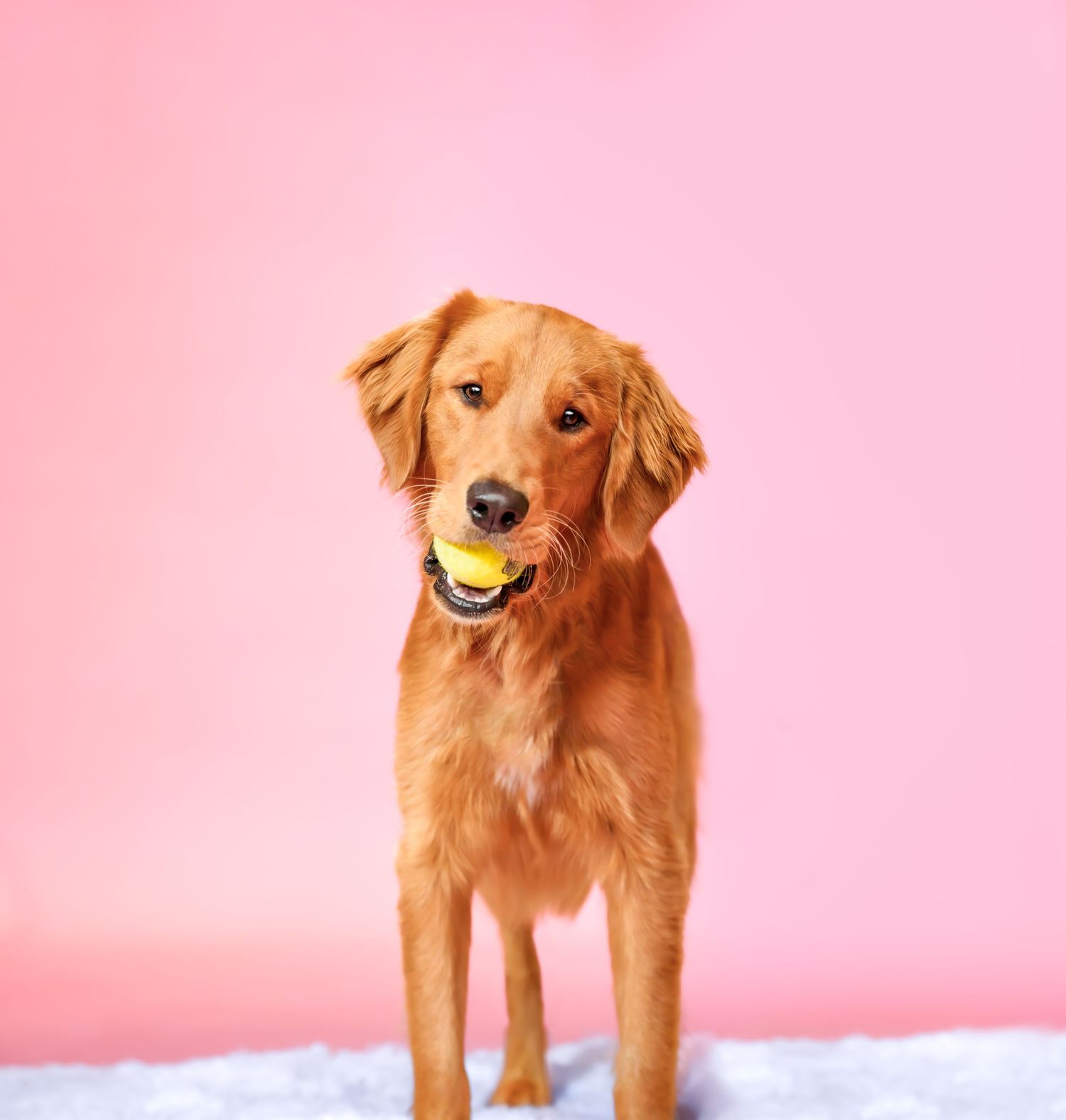 Studio portrait of a golden retriever dog set against a pink backdrop in Kansas City, MO