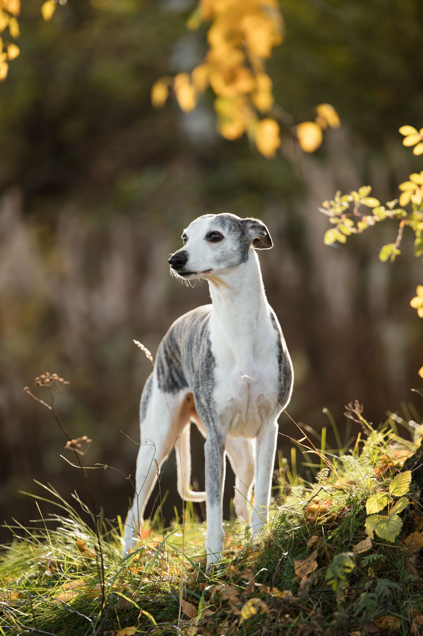 A whippet dog stands proudly on a hill with golden autumn leaves in the background.