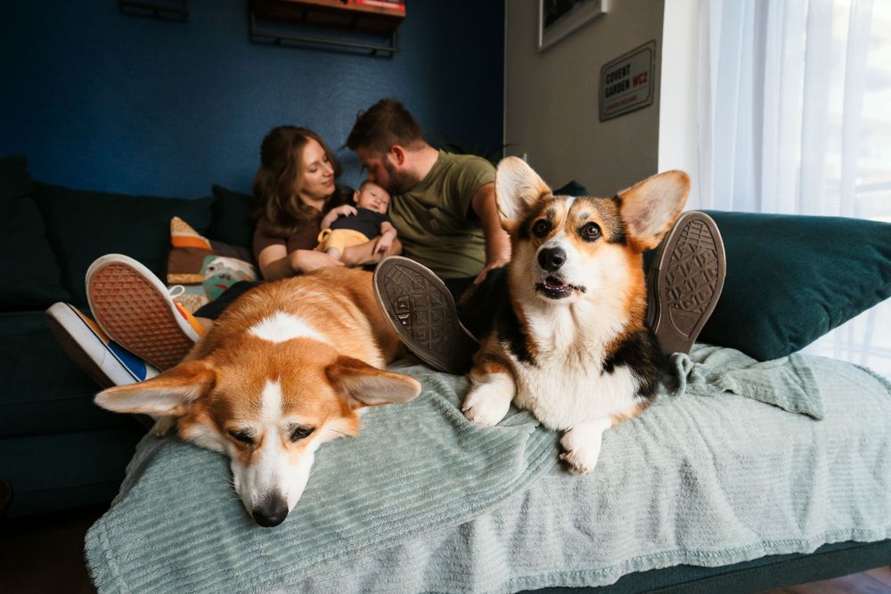 Family relaxing on a couch with two dogs laying comfortably beside them.