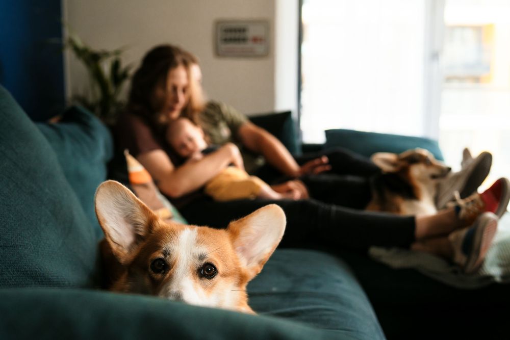 Corgi dog peeks into frame while family relaxes on blue couch in background.