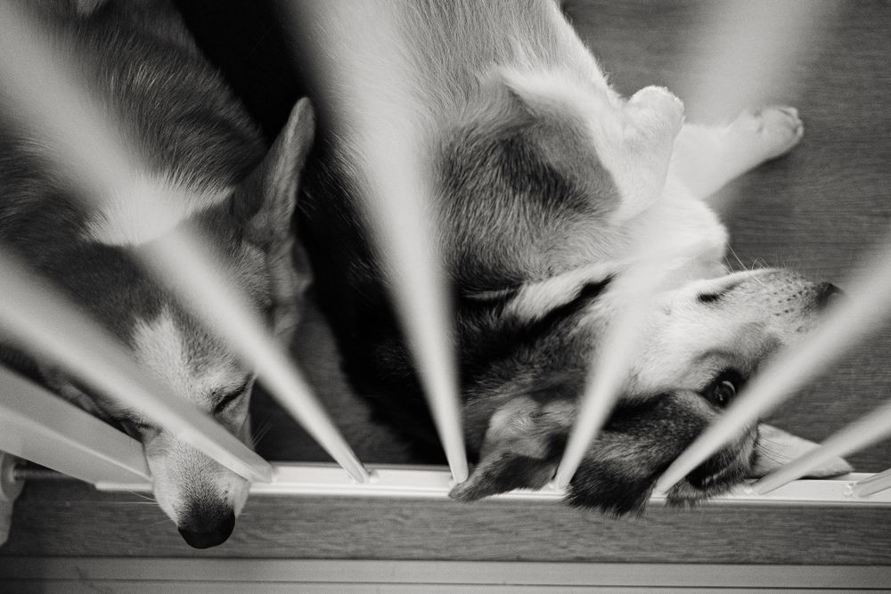 Artistic black and white photo of dog with dramatic shadow lines on wooden floor.