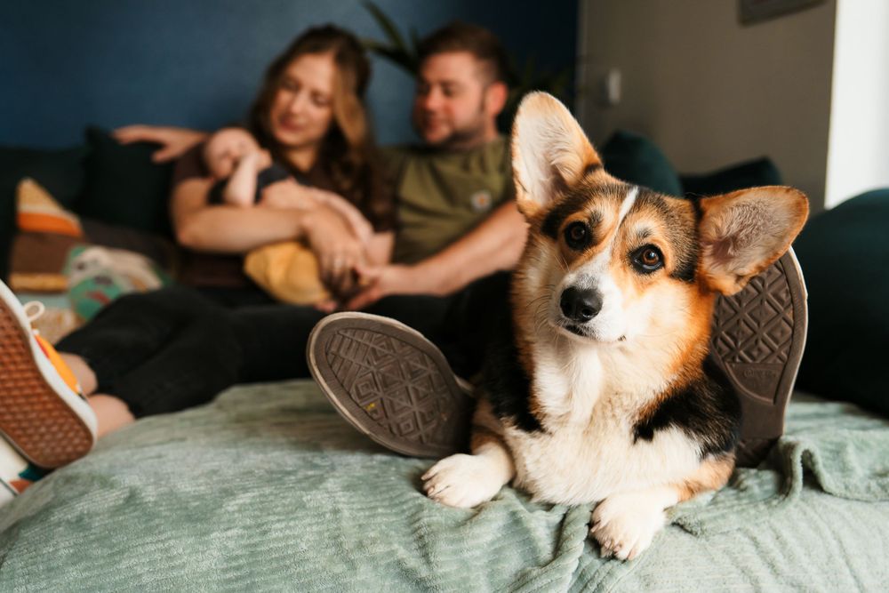 Corgi dog in focus while family relaxes in background on couch.