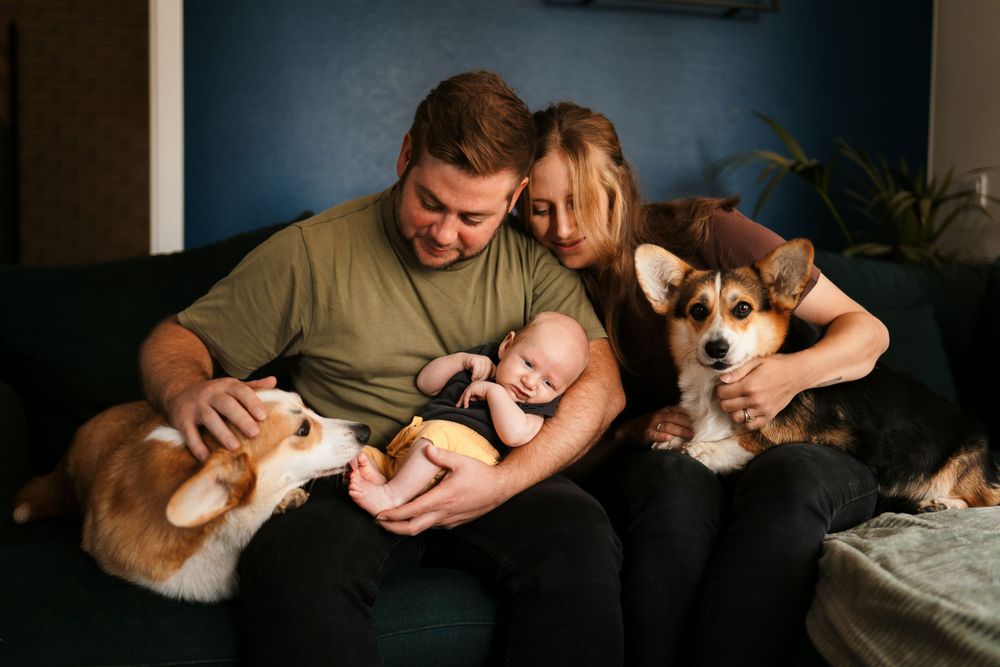 Family relaxes on couch with baby and Corgi dogs in cozy home setting.