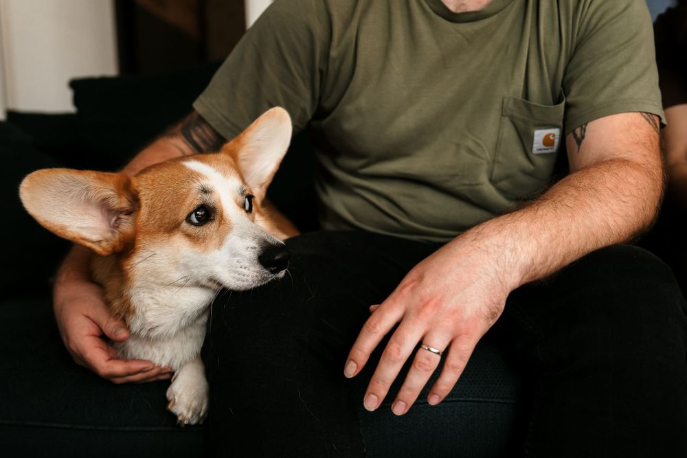 Close-up of a Corgi dog sitting next to someone wearing an olive green t-shirt.