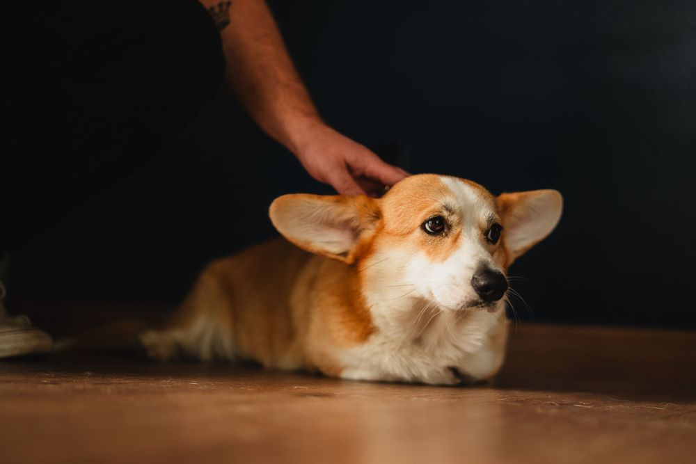 A close-up portrait of a Corgi dog with bright eyes and pointed ears being petted.