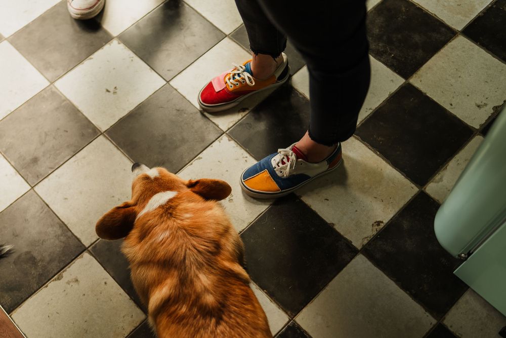 A dog lying on black and white checkered floor next to colorful sneakers.