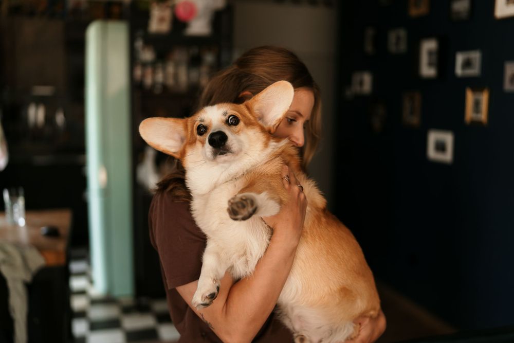 A brown and white Corgi dog being held up and cradled in someone's arms.
