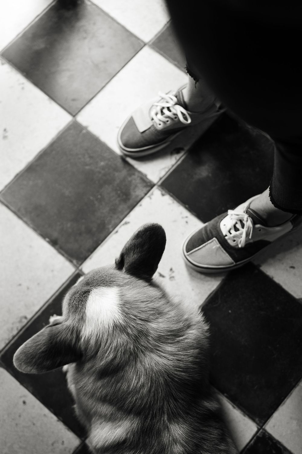 Black and white photo of a dog's head beside sneakers on a checkered floor.