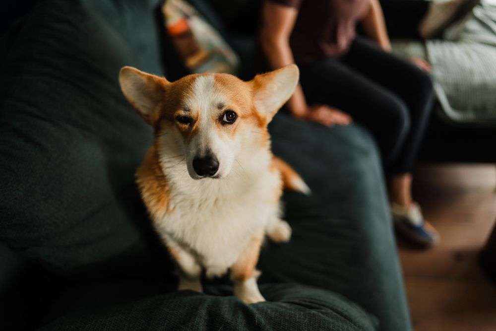 An adorable Corgi dog with perked ears sitting on a dark green couch.