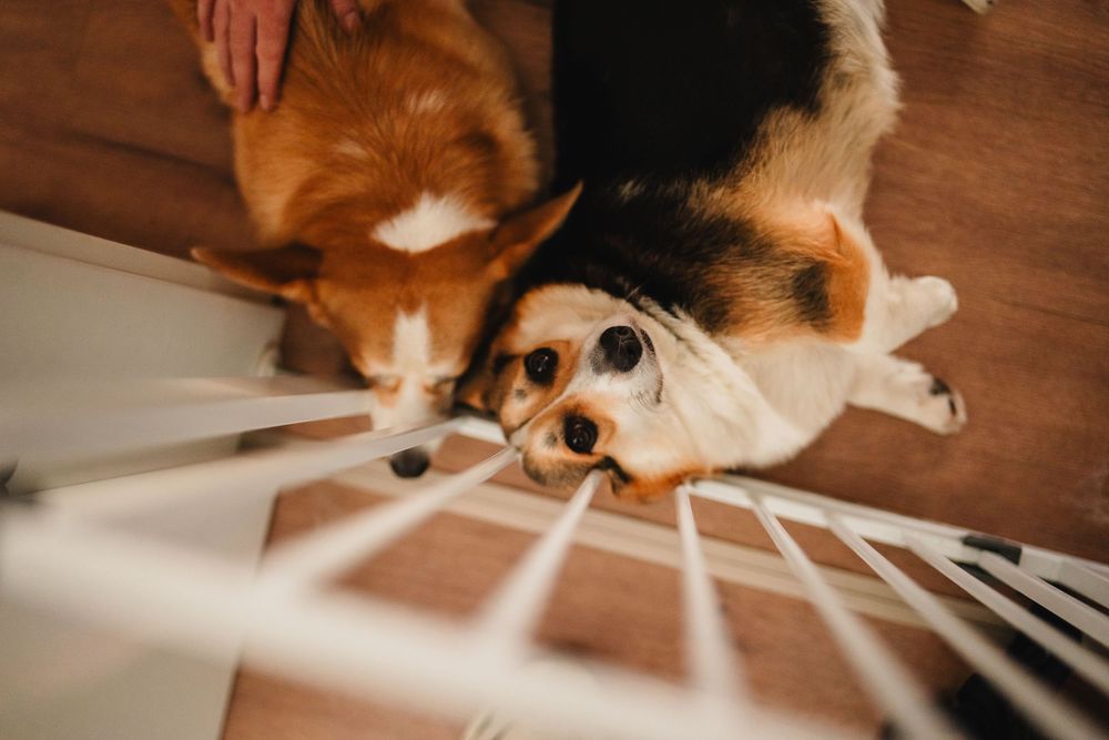 Overhead view of a tri-colored corgi dog laying on wooden floor with sunlight casting dramatic shadows.