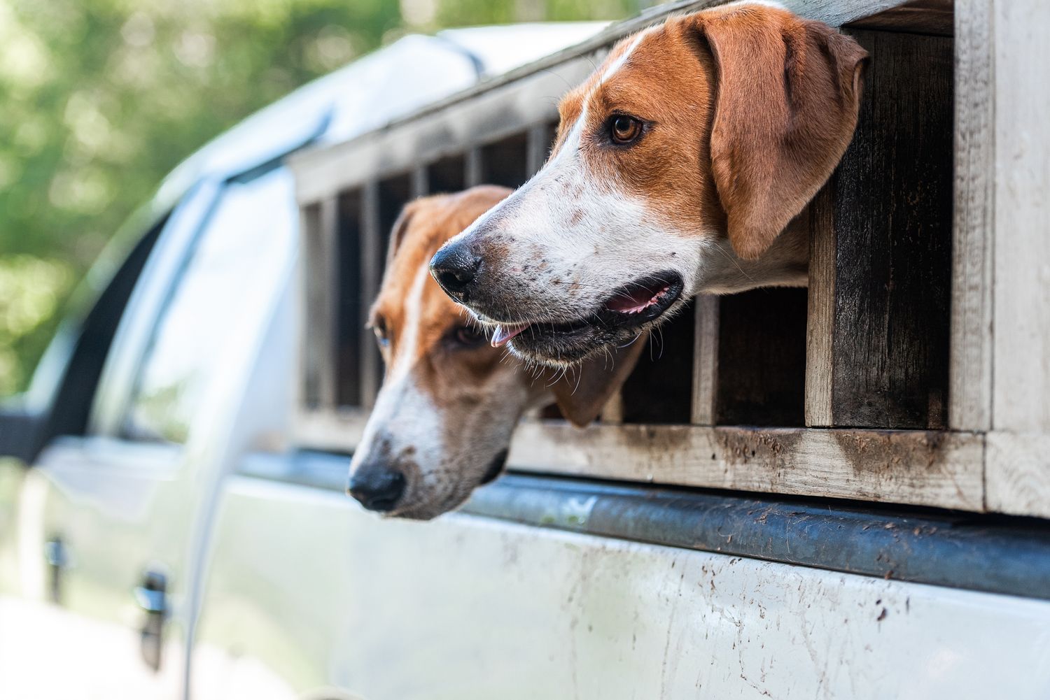 Two red-headed foxhounds look out of the dog box in Walterboro, South Carolina after fox hunting.