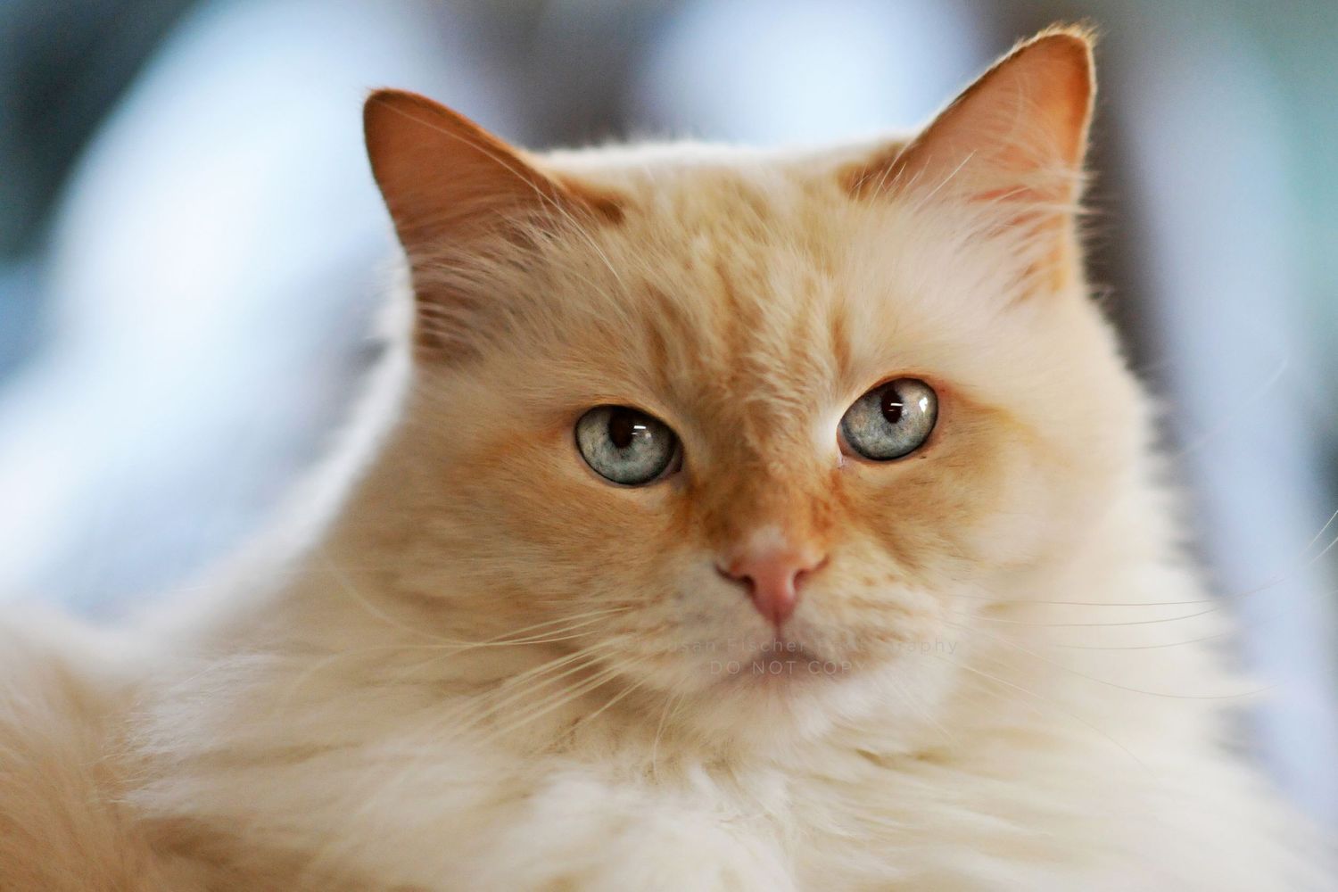 cat with blue eyes