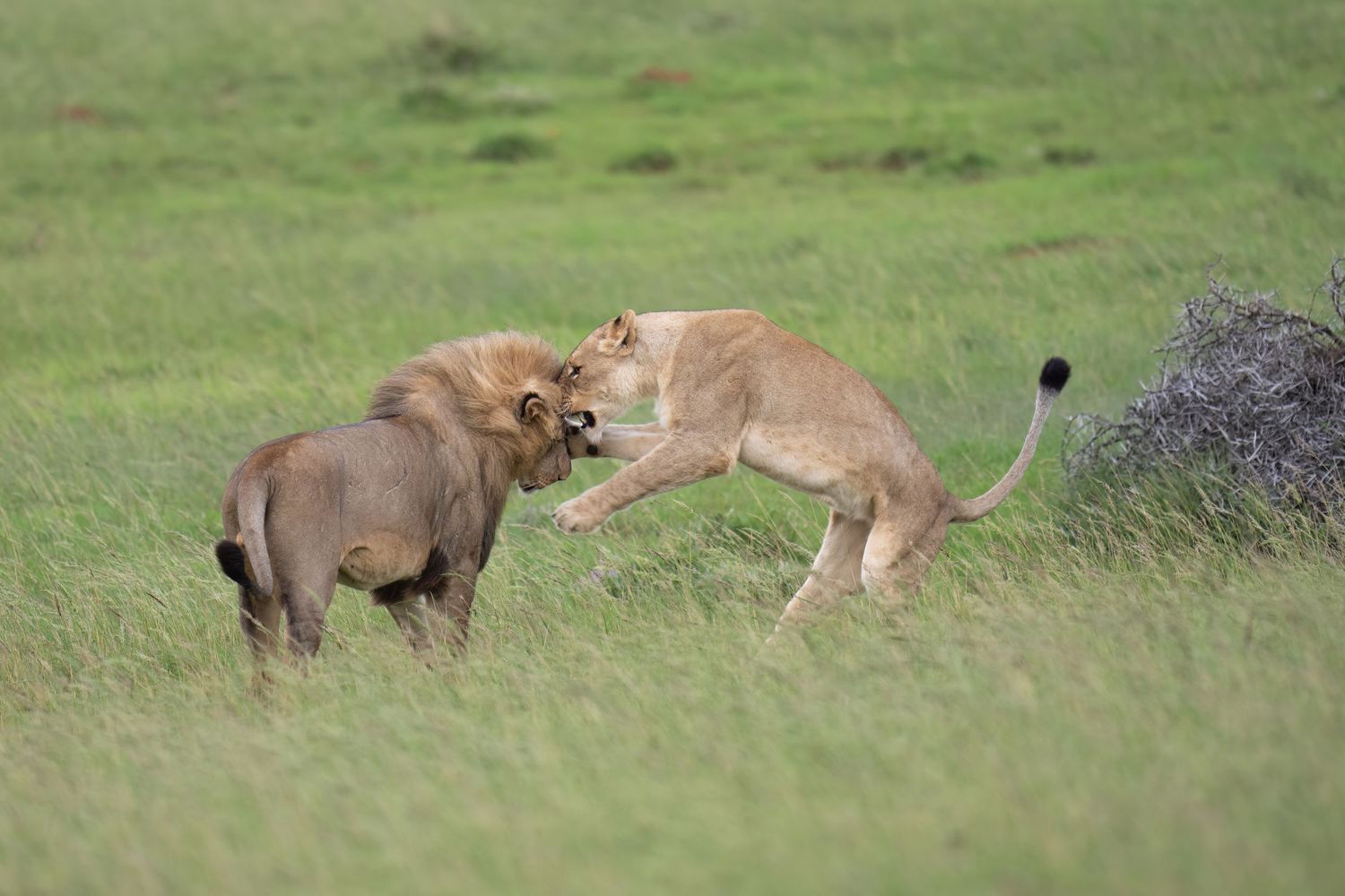 Lions interacting and playing together in green grassland.