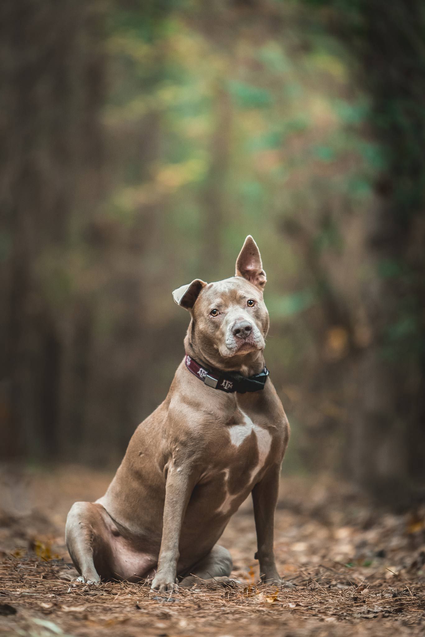 Dog sitting on trail at Brazos Bend State Park