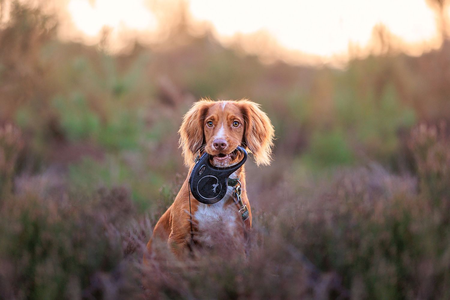 A brown dog wearing a bandana sits in a field during golden hour.